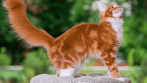 How Much Do Maine Coon Kittens Cost