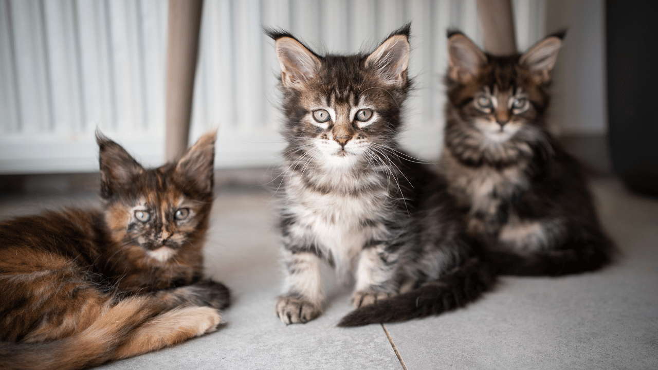 How Much Do Maine Coon Kittens Cost